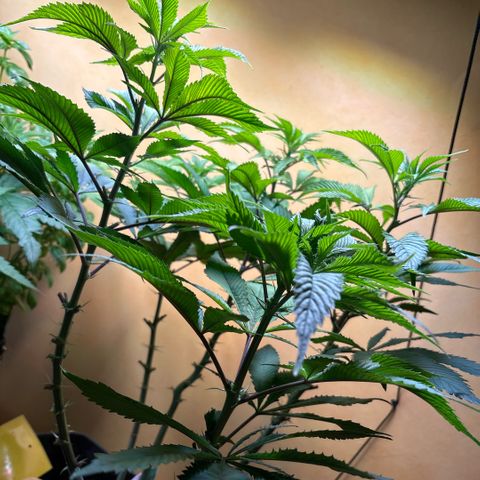 Nahimana - Mystisch - Tatanka Pure CBD growlog timeline photo