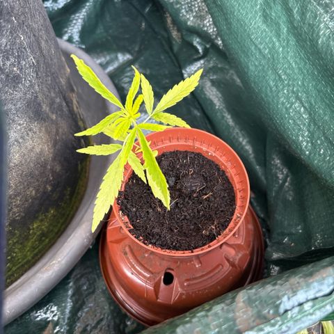 Daau (Stern) Baguio Gold growlog timeline photo