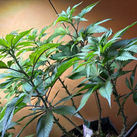 Nahimana - Mystisch - Tatanka Pure CBD growlog timeline photo