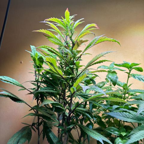 Maimiti - Tropical Mirage Limited Edition von Royal Queen Seeds growlog timeline photo