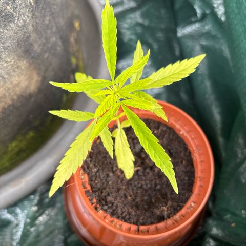 Daau (Stern) Baguio Gold growlog timeline photo