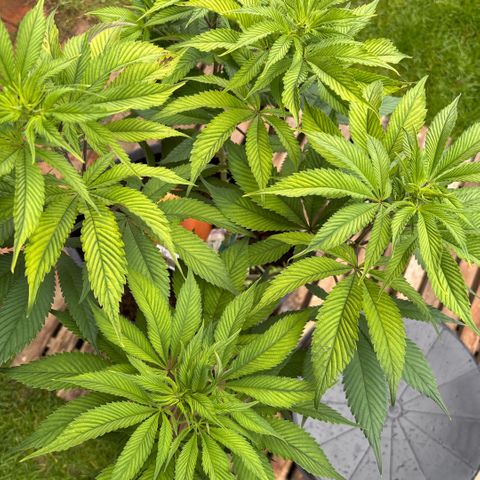 Nahimana - Mystisch - Tatanka Pure CBD growlog timeline photo