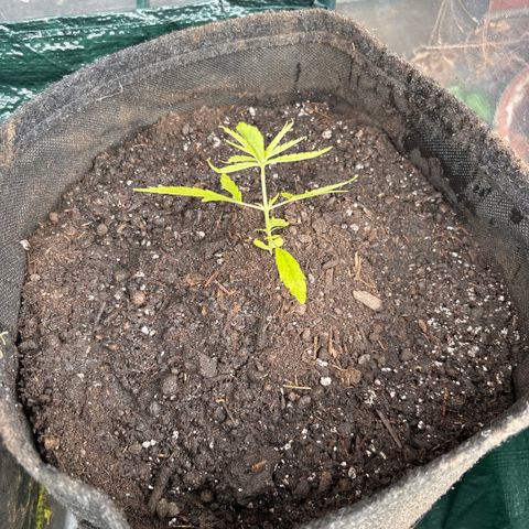 Daau (Stern) Baguio Gold growlog timeline photo