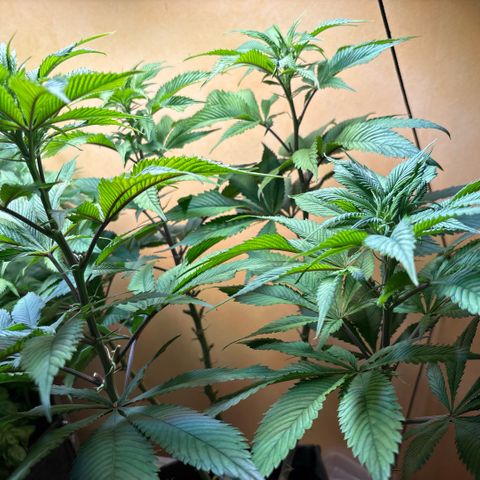 Nahimana - Mystisch - Tatanka Pure CBD growlog timeline photo