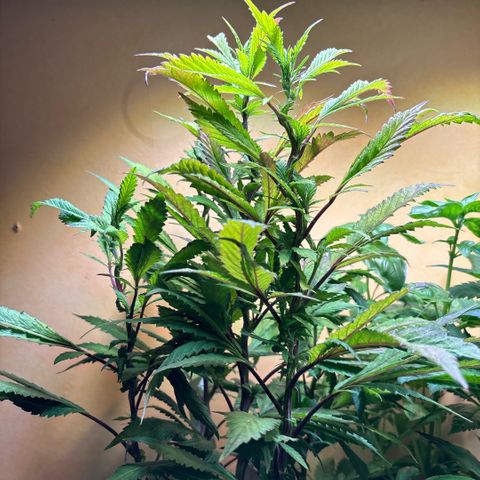 Maimiti - Tropical Mirage Limited Edition von Royal Queen Seeds growlog timeline photo
