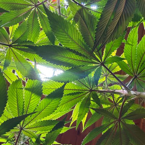 Nahimana - Mystisch - Tatanka Pure CBD growlog timeline photo