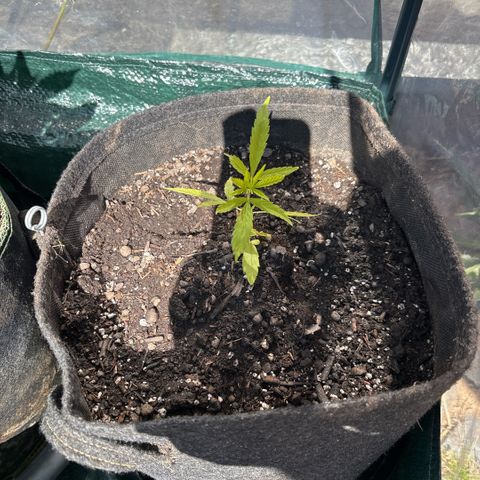 Daau (Stern) Baguio Gold growlog timeline photo