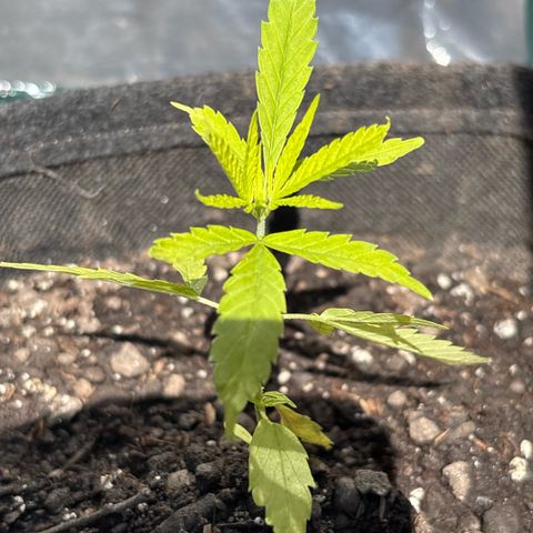 Daau (Stern) Baguio Gold growlog timeline photo
