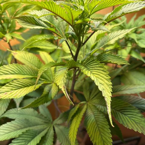 Nahimana - Mystisch - Tatanka Pure CBD growlog timeline photo