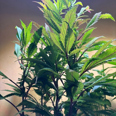 Maimiti - Tropical Mirage Limited Edition von Royal Queen Seeds growlog timeline photo
