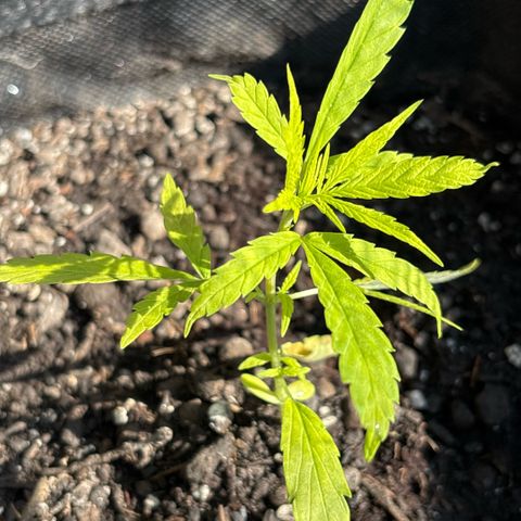 Daau (Stern) Baguio Gold growlog timeline photo