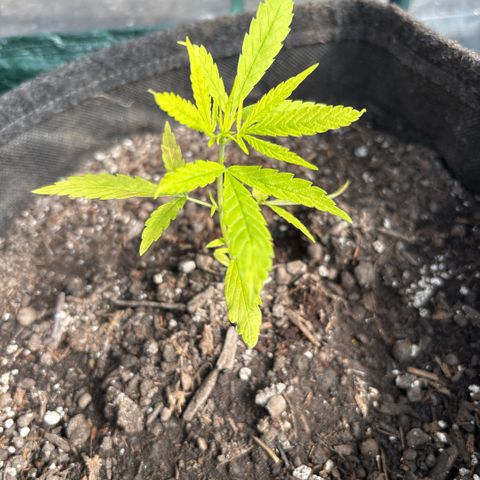 Daau (Stern) Baguio Gold growlog timeline photo