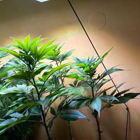Nahimana - Mystisch - Tatanka Pure CBD growlog timeline photo