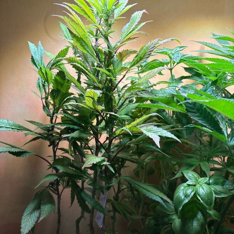 Maimiti - Tropical Mirage Limited Edition von Royal Queen Seeds growlog timeline photo