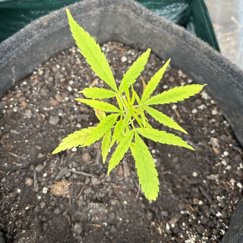 Daau (Stern) Baguio Gold growlog timeline photo