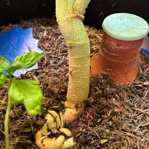 Maimiti - Tropical Mirage Limited Edition von Royal Queen Seeds growlog timeline photo
