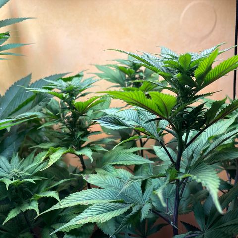 Nahimana - Mystisch - Tatanka Pure CBD growlog timeline photo
