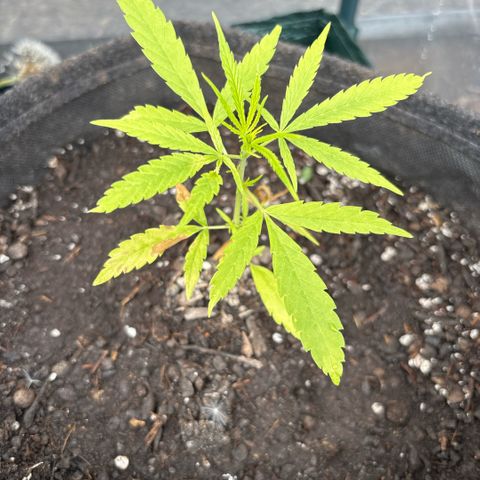 Daau (Stern) Baguio Gold growlog timeline photo