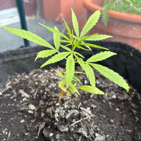 Daau (Stern) Baguio Gold growlog timeline photo
