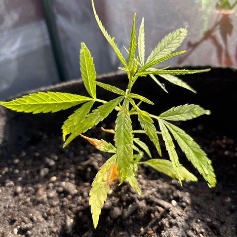 Daau (Stern) Baguio Gold growlog timeline photo