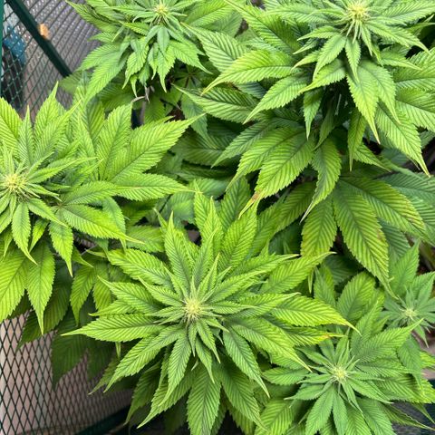 Nahimana - Mystisch - Tatanka Pure CBD growlog timeline photo