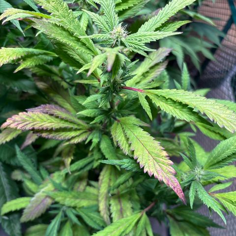 Maimiti - Tropical Mirage Limited Edition von Royal Queen Seeds growlog timeline photo