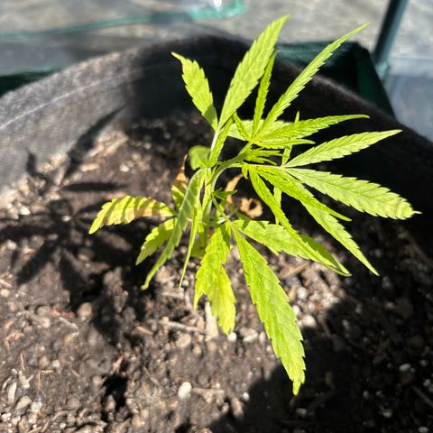Daau (Stern) Baguio Gold growlog timeline photo