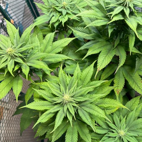 Nahimana - Mystisch - Tatanka Pure CBD growlog timeline photo
