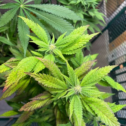 Maimiti - Tropical Mirage Limited Edition von Royal Queen Seeds growlog timeline photo
