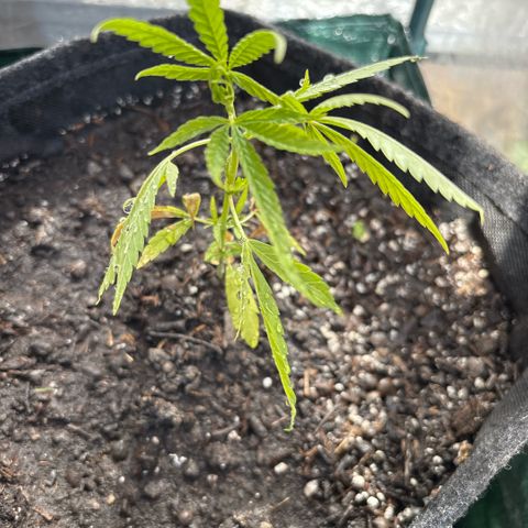Daau (Stern) Baguio Gold growlog timeline photo