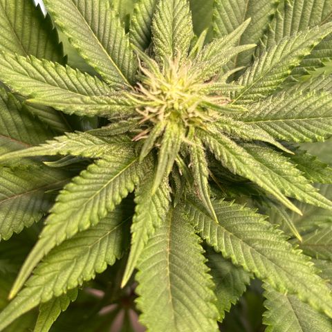 Nahimana - Mystisch - Tatanka Pure CBD growlog timeline photo
