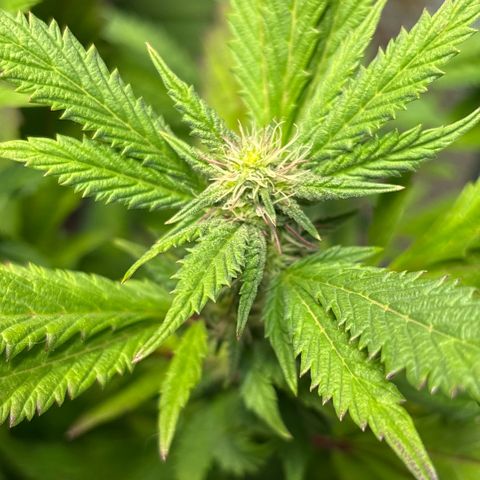 Maimiti - Tropical Mirage Limited Edition von Royal Queen Seeds growlog timeline photo