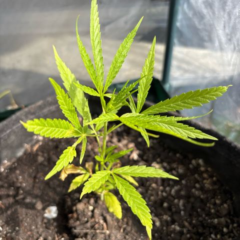 Daau (Stern) Baguio Gold growlog timeline photo