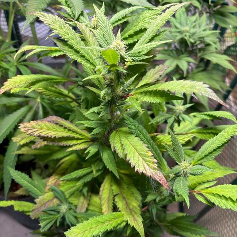 Maimiti - Tropical Mirage Limited Edition von Royal Queen Seeds growlog timeline photo