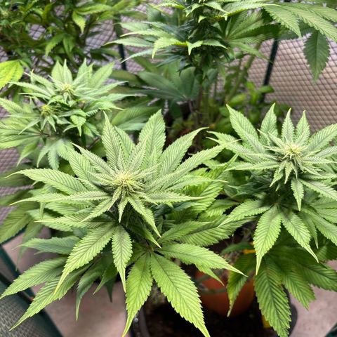 Nahimana - Mystisch - Tatanka Pure CBD growlog timeline photo