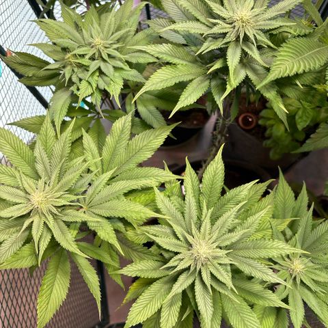 Nahimana - Mystisch - Tatanka Pure CBD growlog timeline photo