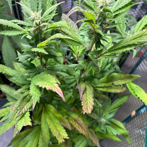 Maimiti - Tropical Mirage Limited Edition von Royal Queen Seeds growlog timeline photo