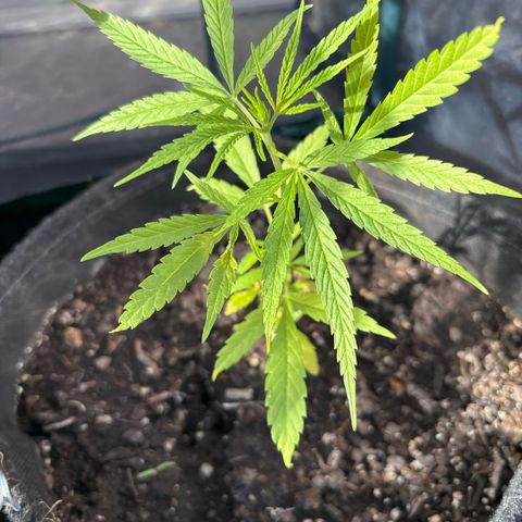 Daau (Stern) Baguio Gold growlog timeline photo
