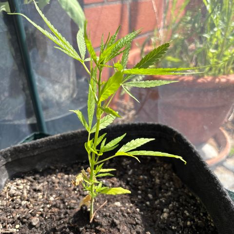 Daau (Stern) Baguio Gold growlog timeline photo