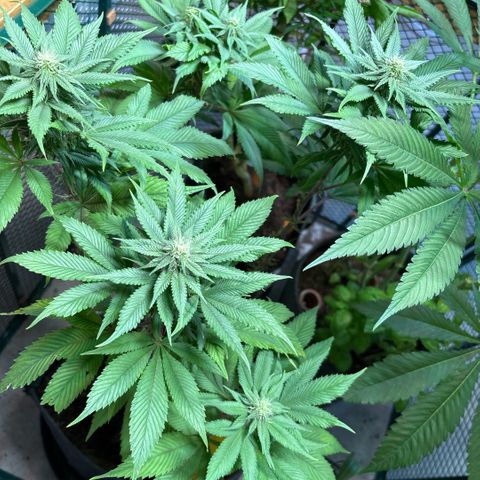 Nahimana - Mystisch - Tatanka Pure CBD growlog timeline photo