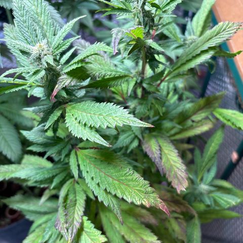 Maimiti - Tropical Mirage Limited Edition von Royal Queen Seeds growlog timeline photo