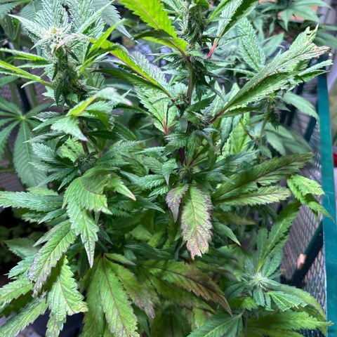 Maimiti - Tropical Mirage Limited Edition von Royal Queen Seeds growlog timeline photo