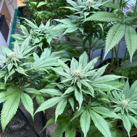 Nahimana - Mystisch - Tatanka Pure CBD growlog timeline photo