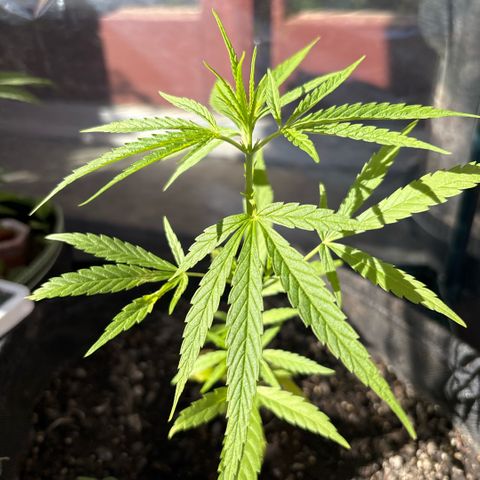 Daau (Stern) Baguio Gold growlog timeline photo