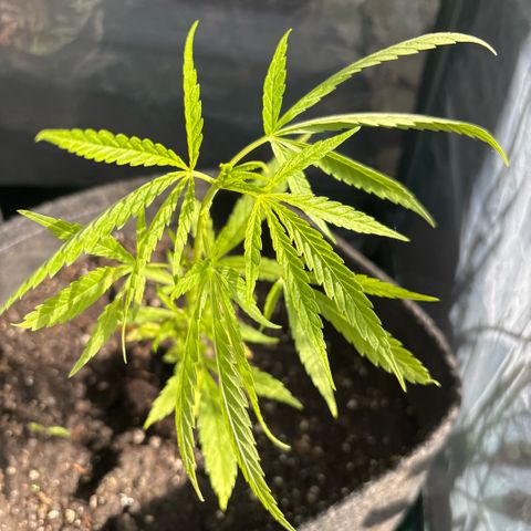Daau (Stern) Baguio Gold growlog timeline photo