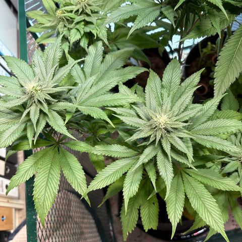 Nahimana - Mystisch - Tatanka Pure CBD growlog timeline photo