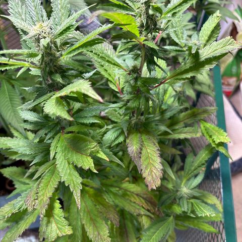 Maimiti - Tropical Mirage Limited Edition von Royal Queen Seeds growlog timeline photo