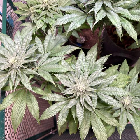 Nahimana - Mystisch - Tatanka Pure CBD growlog timeline photo