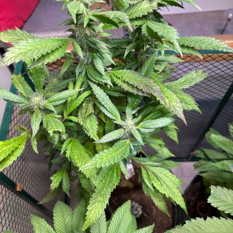 Maimiti - Tropical Mirage Limited Edition von Royal Queen Seeds growlog timeline photo