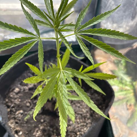 Daau (Stern) Baguio Gold growlog timeline photo